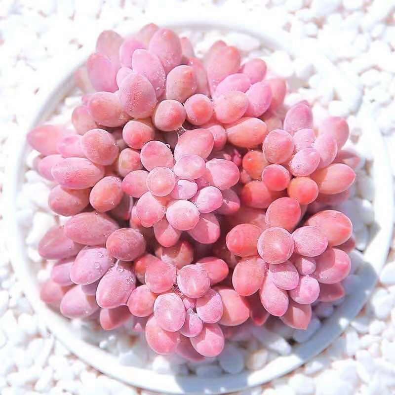 婴儿手指多头多肉植物【凑满15.8包邮】