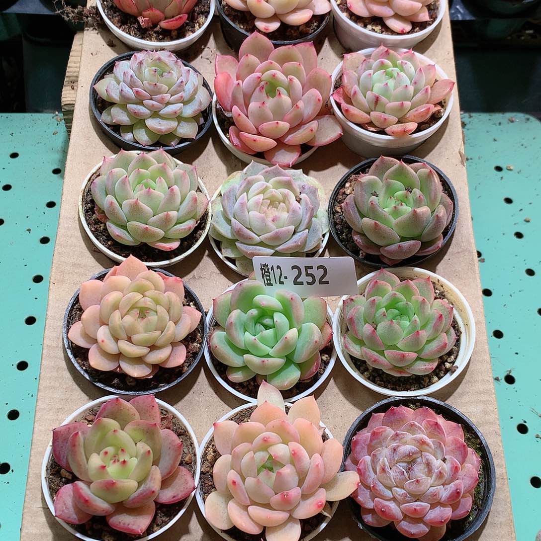 12-252一物一拍带盆18颗