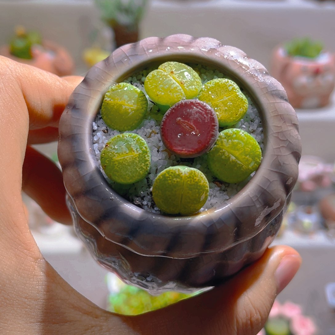 033高端多肉带盆土一套9.9