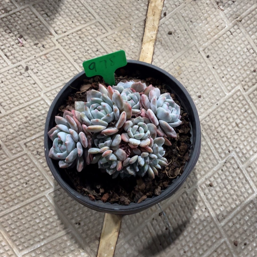 比***肉星影缀化多头群生978