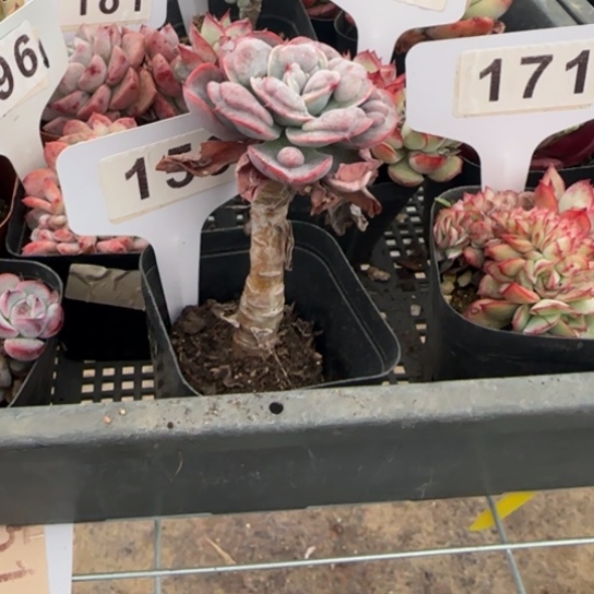 159雨滴一物一拍18包邮