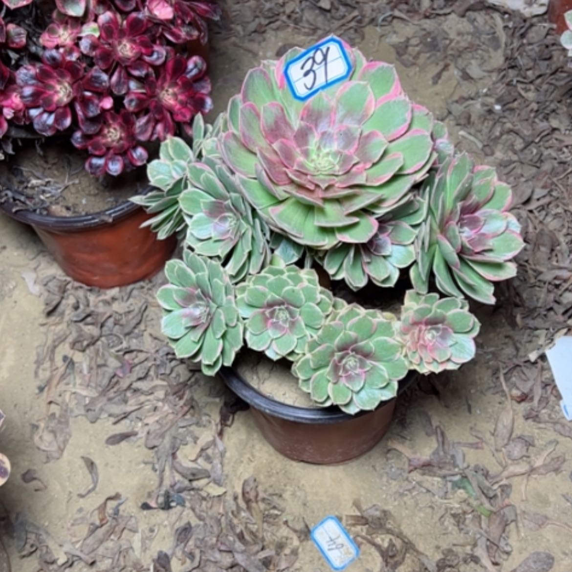 【闪购商品】粉花妖39