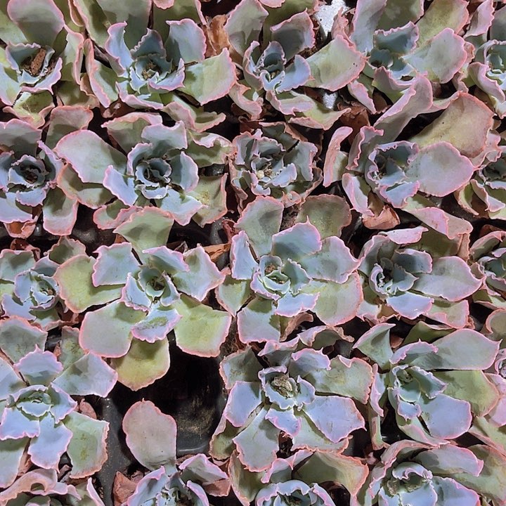 精品晚霞之舞多肉植物