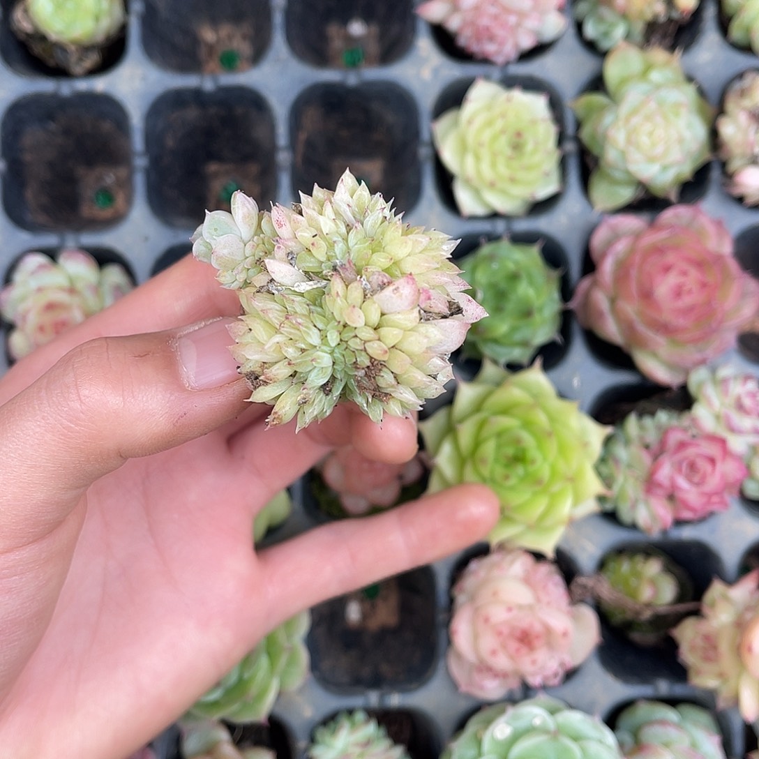 多肉杂交一物一拍1-165