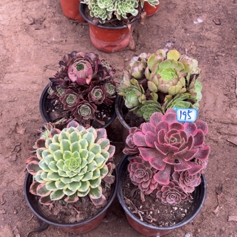 195多肉植物组合，
