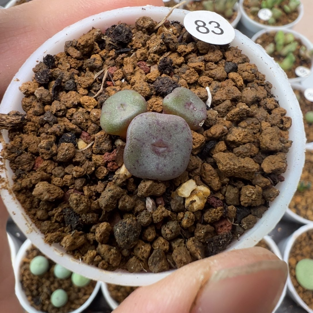 悠***雪紫方碗一颗脱土830000