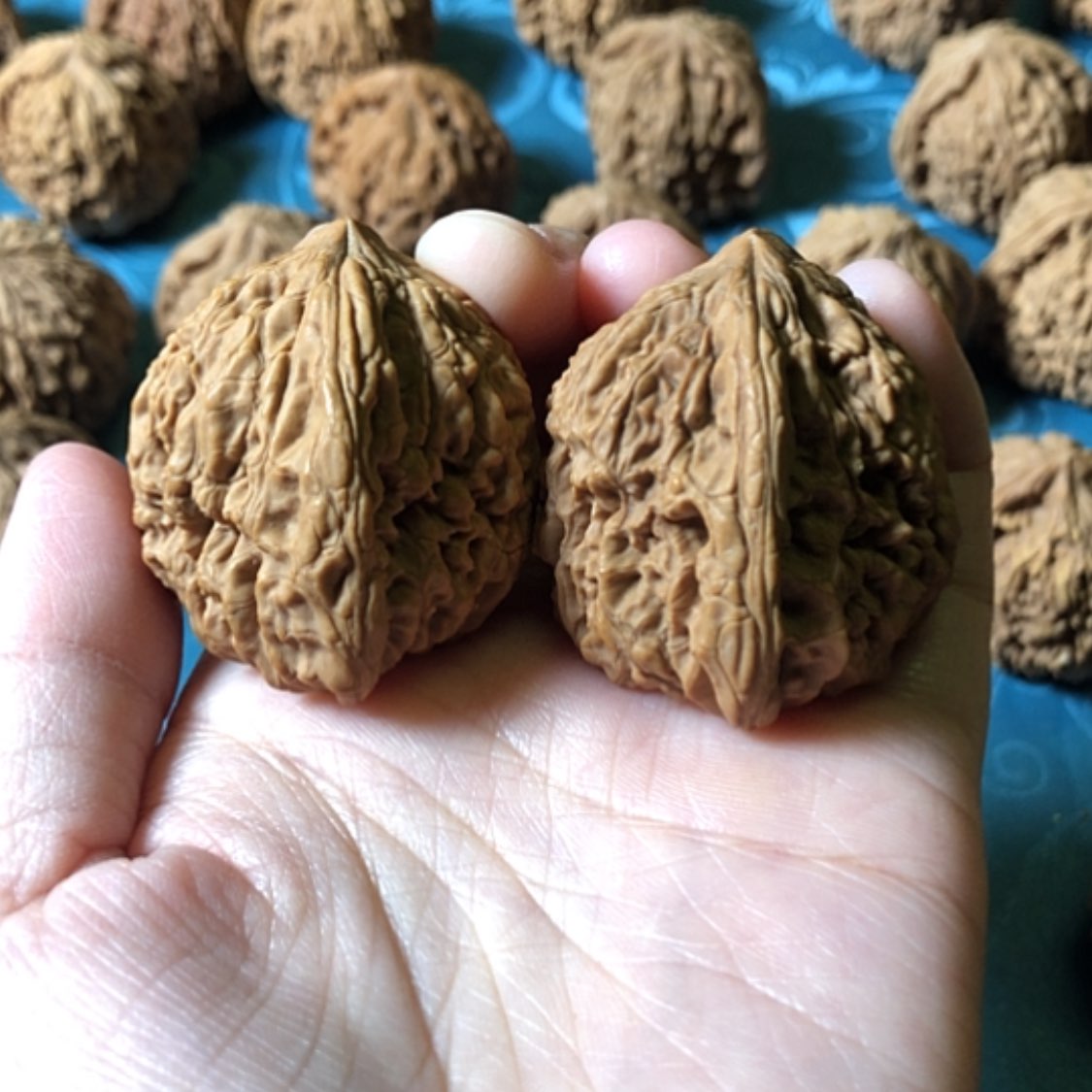 【闪购商品】文玩核桃把件快***来一代将