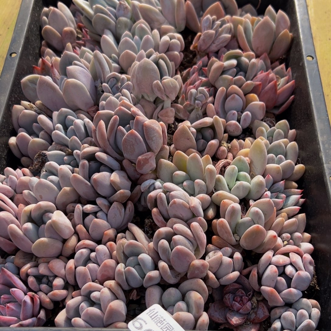 664多肉葡萄的味道是真的很好吃