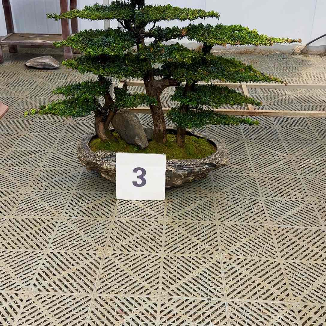 无花朵珍珠红芽罗汉松造型盆景