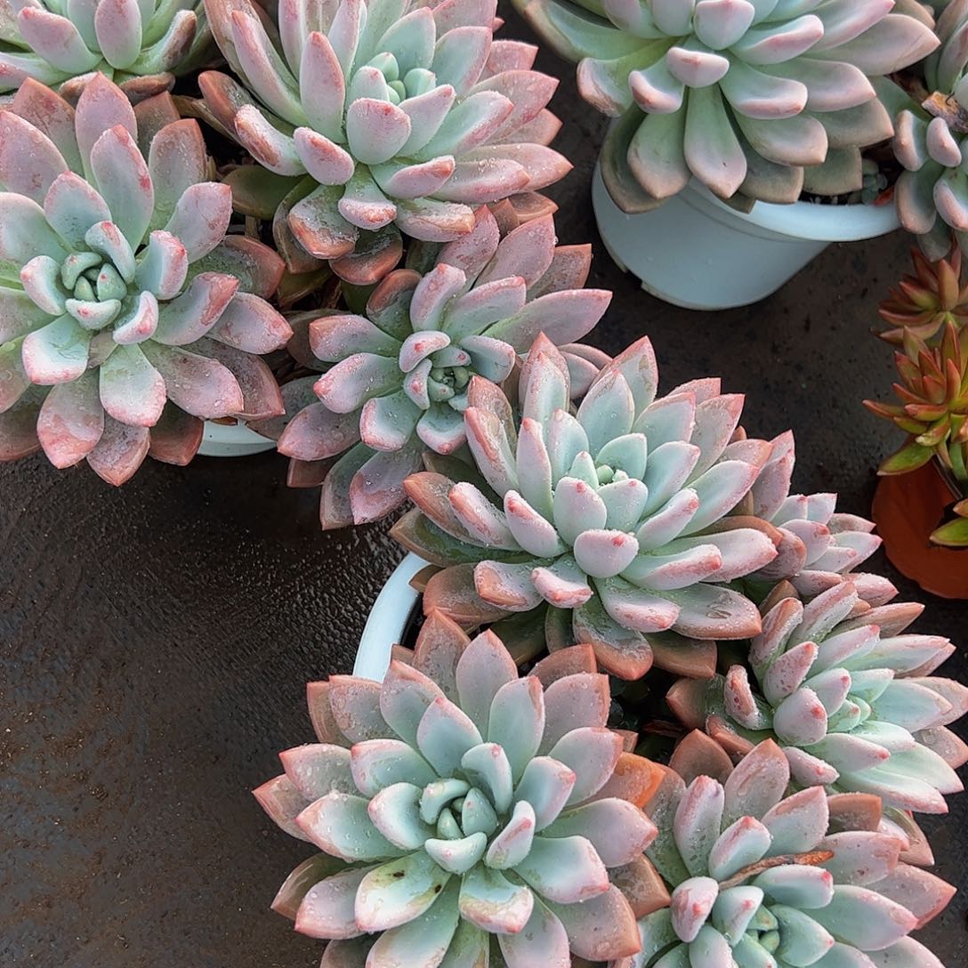 奥普琳娜多头群生老桩特大