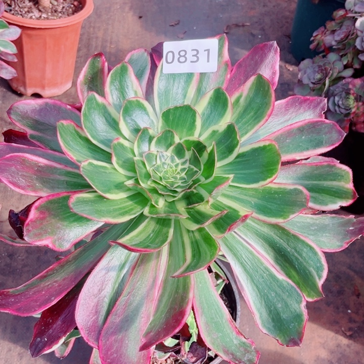 叶***优紫嫣多肉发货发货