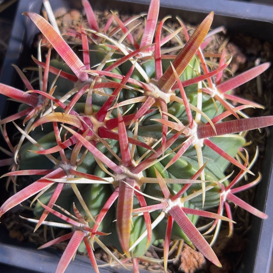 墨西哥丸叶精品日出（小号）