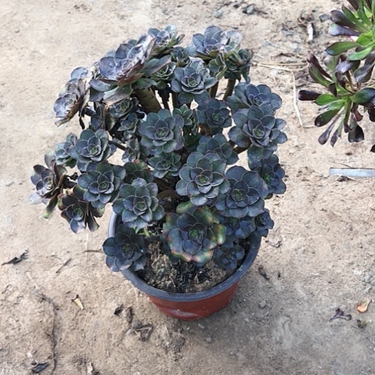 人***生灰圆叶小朵朵多肉31