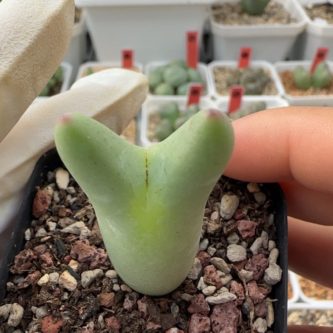 12-12-2-3双十二福利浅色皮卡丘脱土