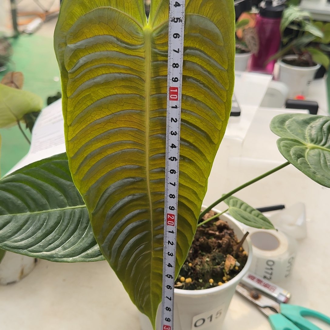 不开花植物叶长30cm火鹤王