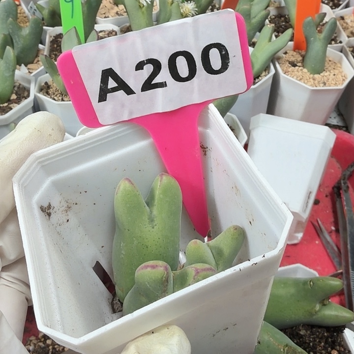 小***子200hhhhhhhjhhhhhhh