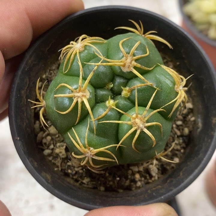 实生高木海王特价福利