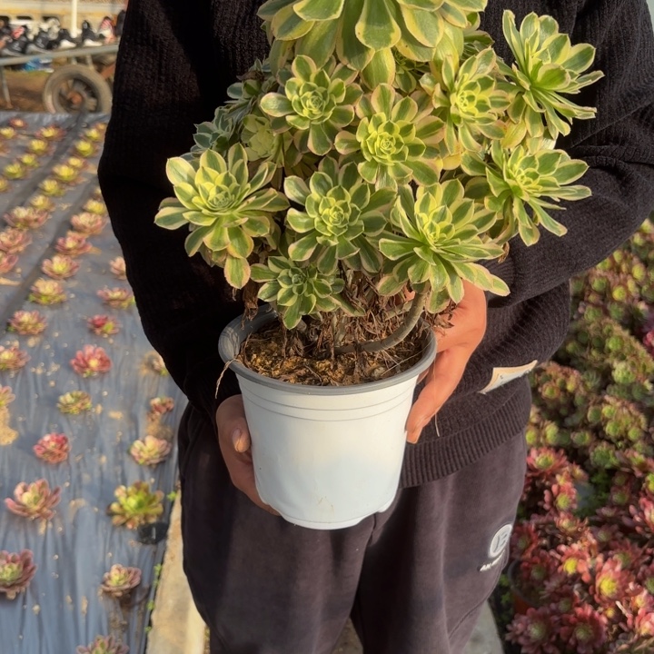 瑞妈，，。。。。。423白兰地