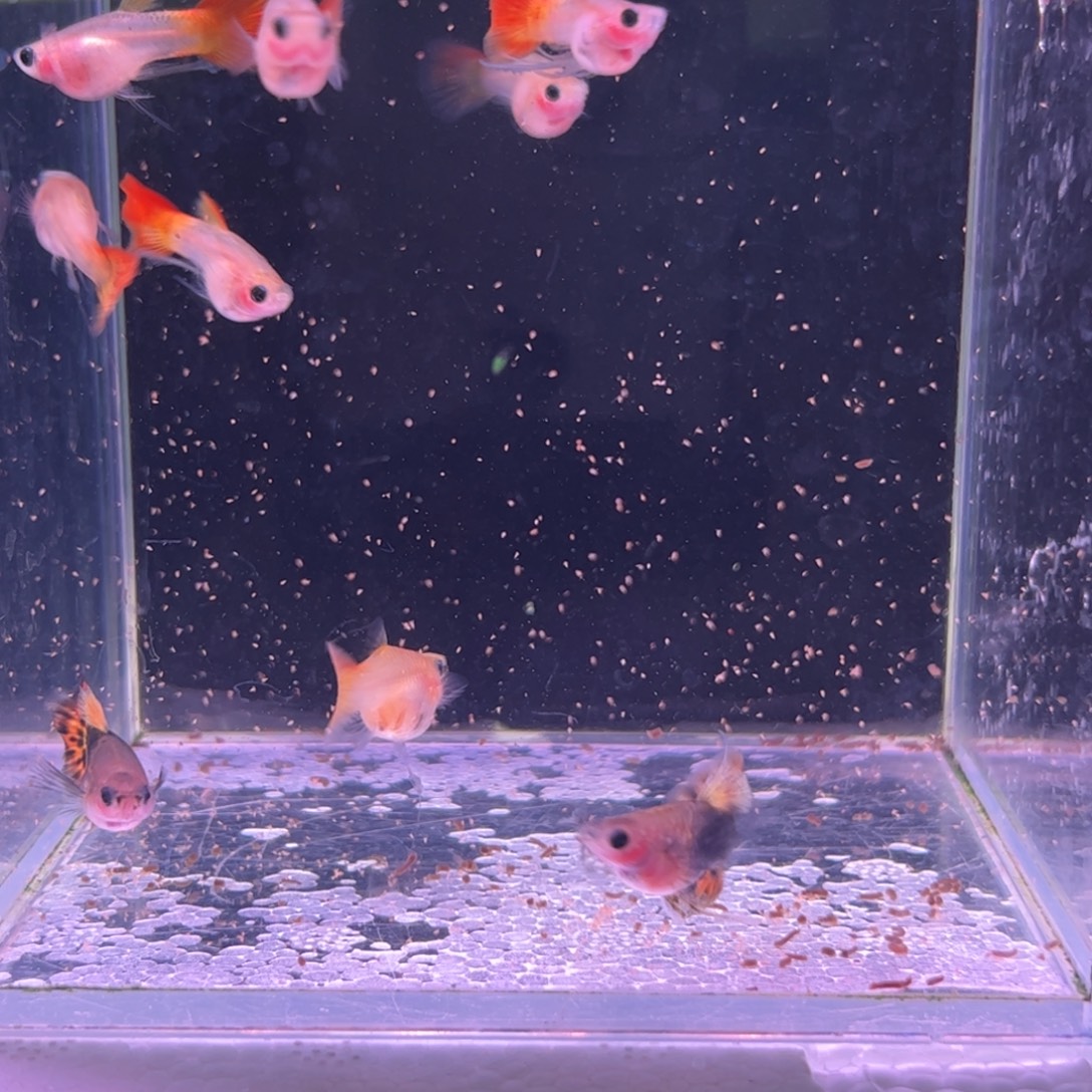 孔雀鱼所见即所得玻璃猫9条