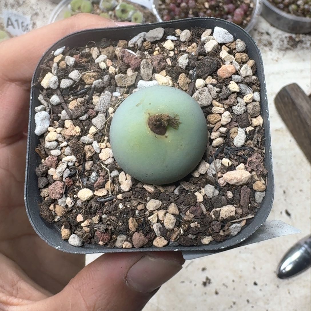 A191 鸽子蛋尺寸2.4。带盆发货