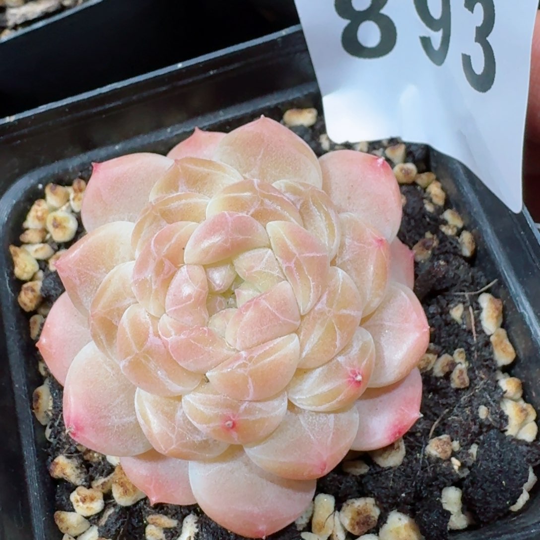 黄冰魄         精品多肉