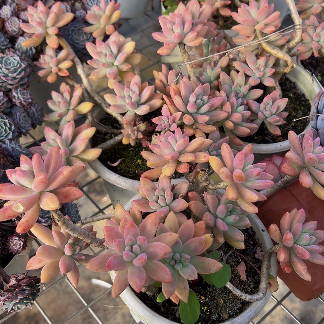 果冻秋丽多头二盆