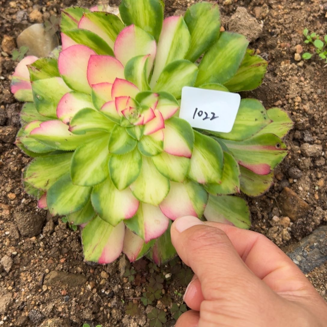 淡*1022知否多肉多肉多肉duo rou