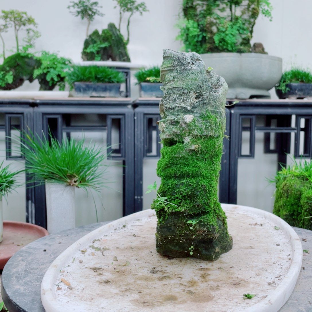 无铅玻璃M*铁线蕨铁线蕨铁线蕨