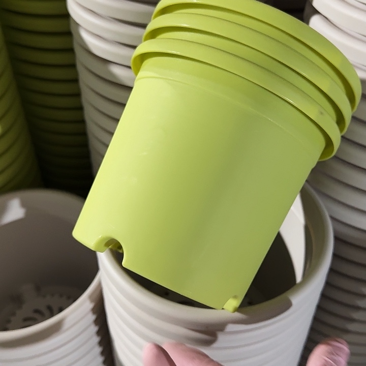 四季口14无托果绿10个