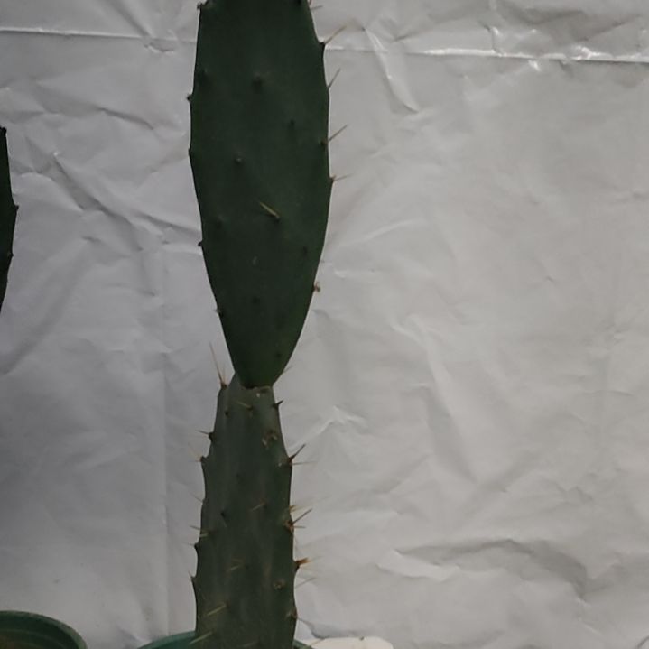 代***7完全开放黄大刺仙人掌两节一颗