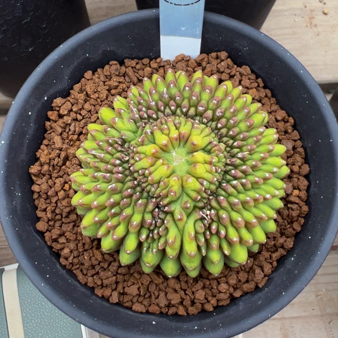 209实生根泰貘多肉植物带盆土