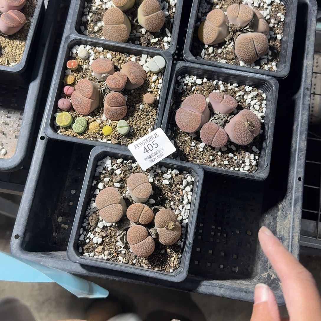 是一个充满生机盎然朝气勃勃405哈哈