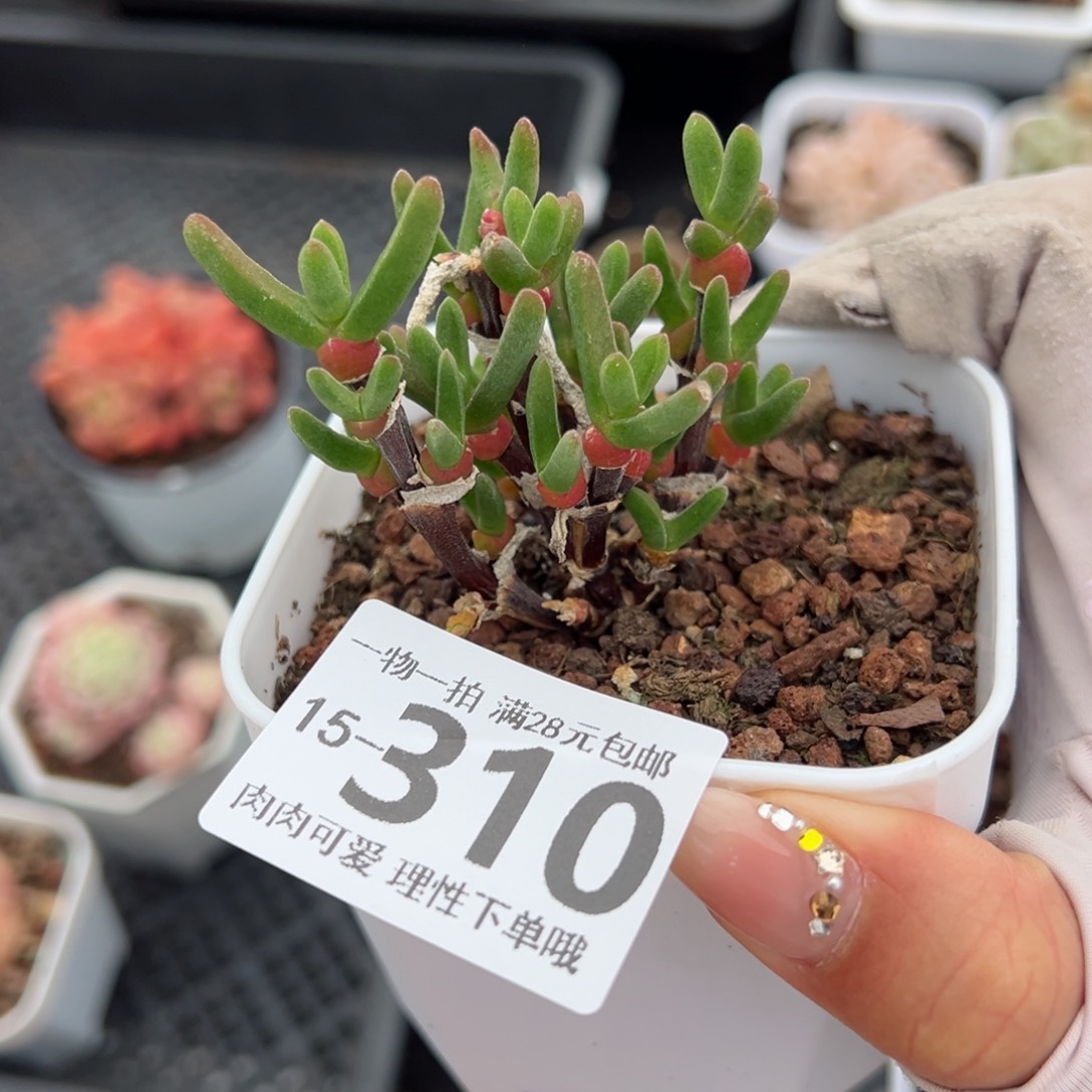 枝干番杏兔子多肉多肉多肉多肉