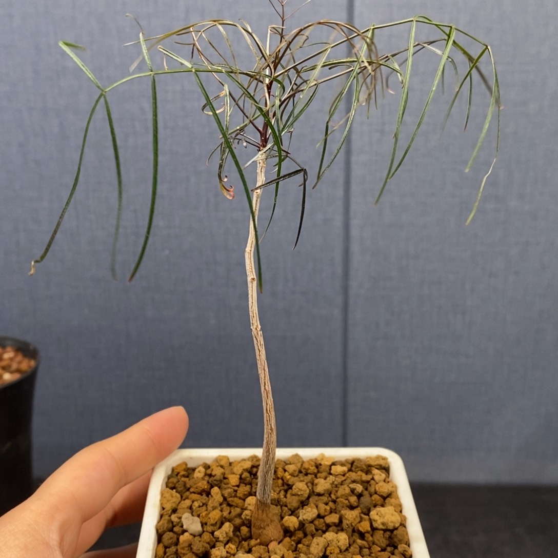 帕卡裂榄实生橄榄