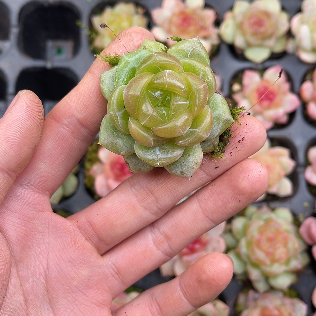 多肉植物一物一拍6-123