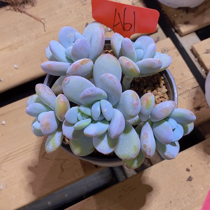 是因为一部电视电影叫