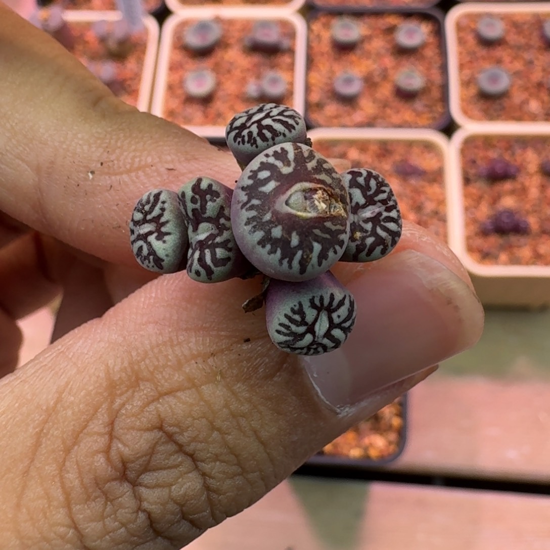 云缦精品番杏28.36 有干疤