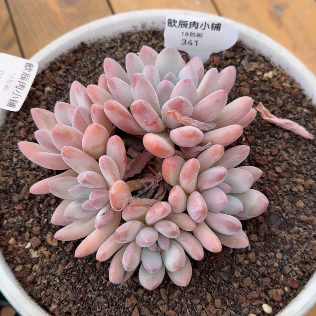 多肉植物香水老桩群341