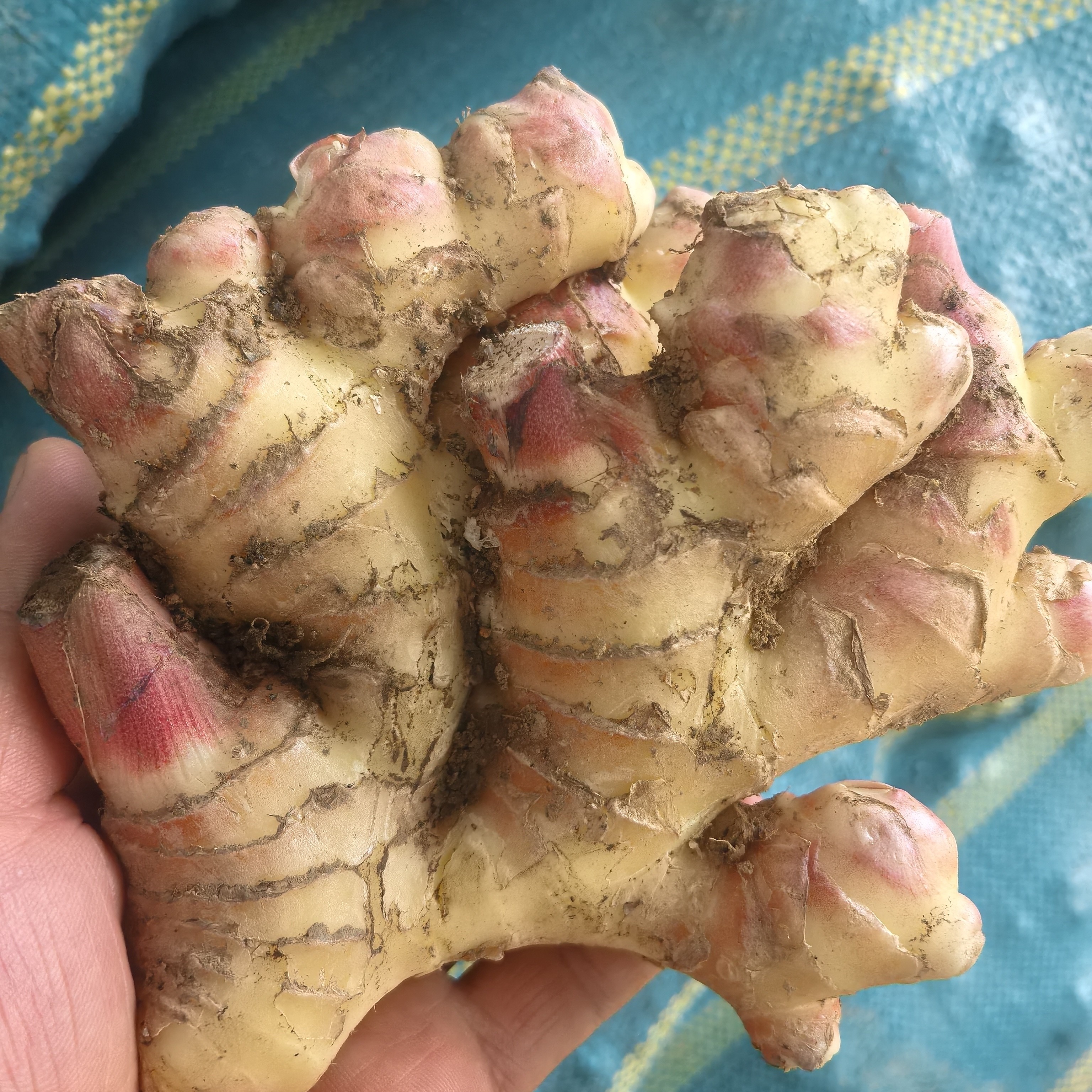 【大山】正宗云南高原小黄姜新鲜老姜香味浓郁辛辣够味调味佳品QD92