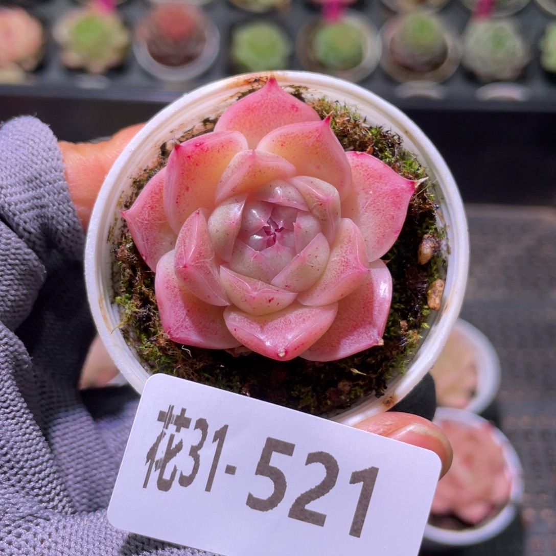 花利美31-521麦秆