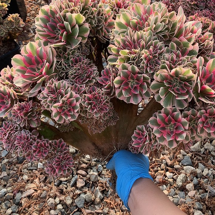 微瑕女巫朵朵 UN土发货啊