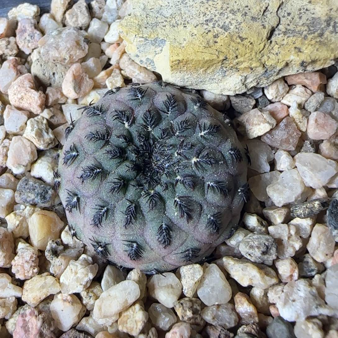 028实生欧输绿丽丸多肉2.5