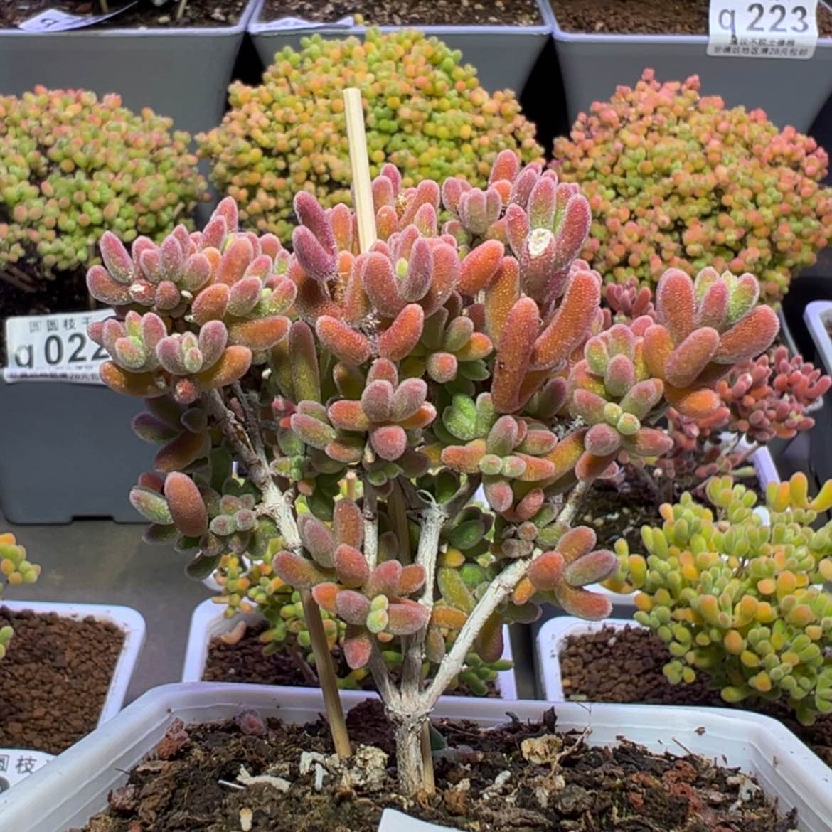 【闪购商品】q197直杆三叉小树冠幅7cm