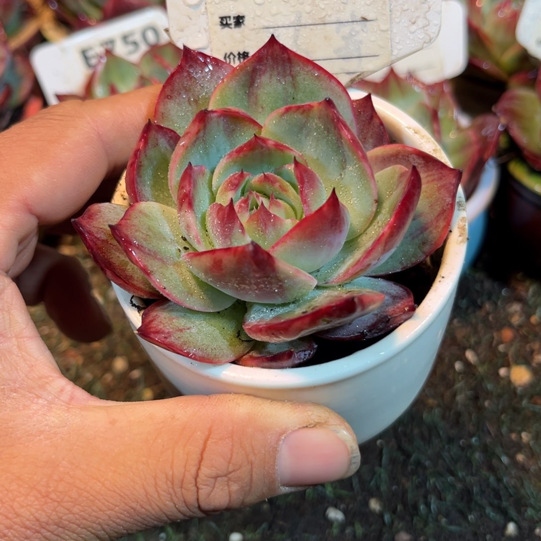 惊鸿一瞥610号多肉植物