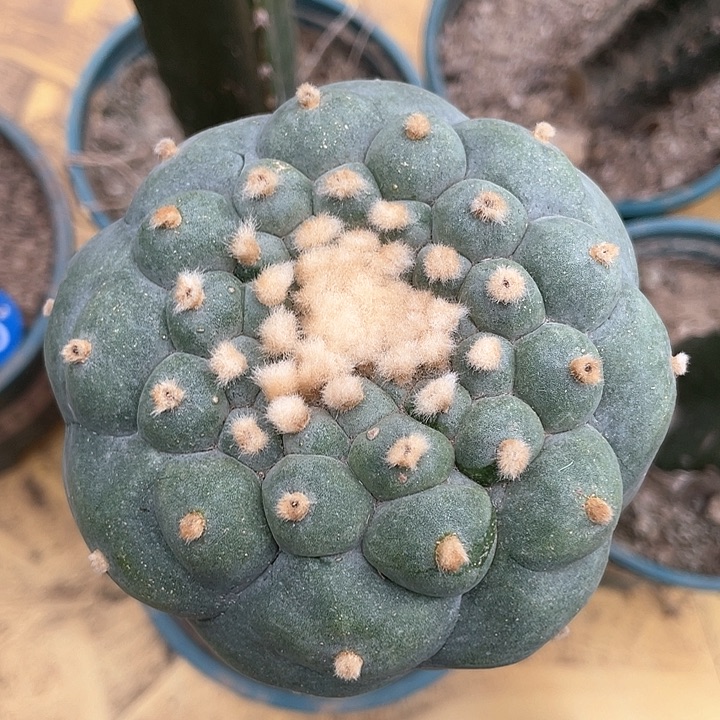 仙人球苗接大尤9.5公分46