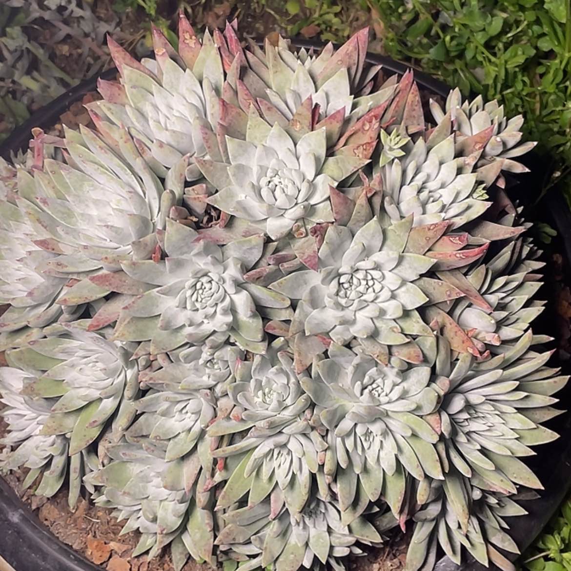 【闪购商品】白菊苹果叶大群