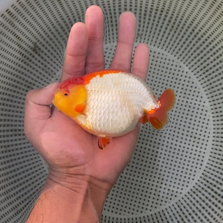 金鱼中原新隆观赏鱼