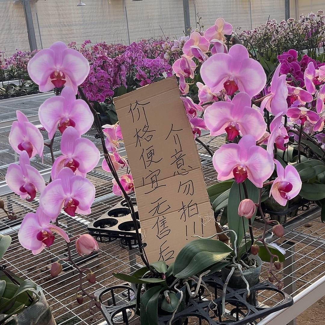 清***柠完全开放蝴蝶兰2个 不售后