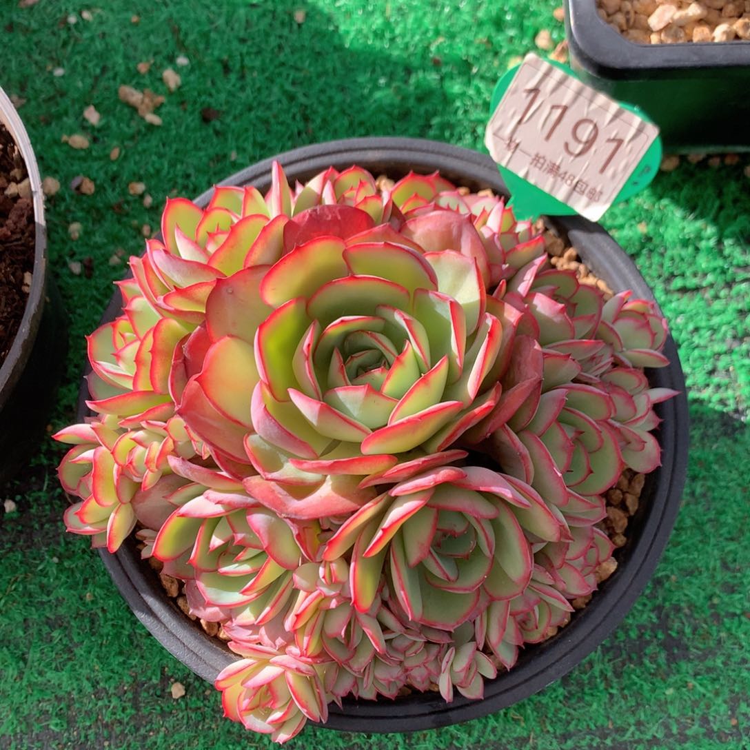 牡丹亭无砍捧花1191