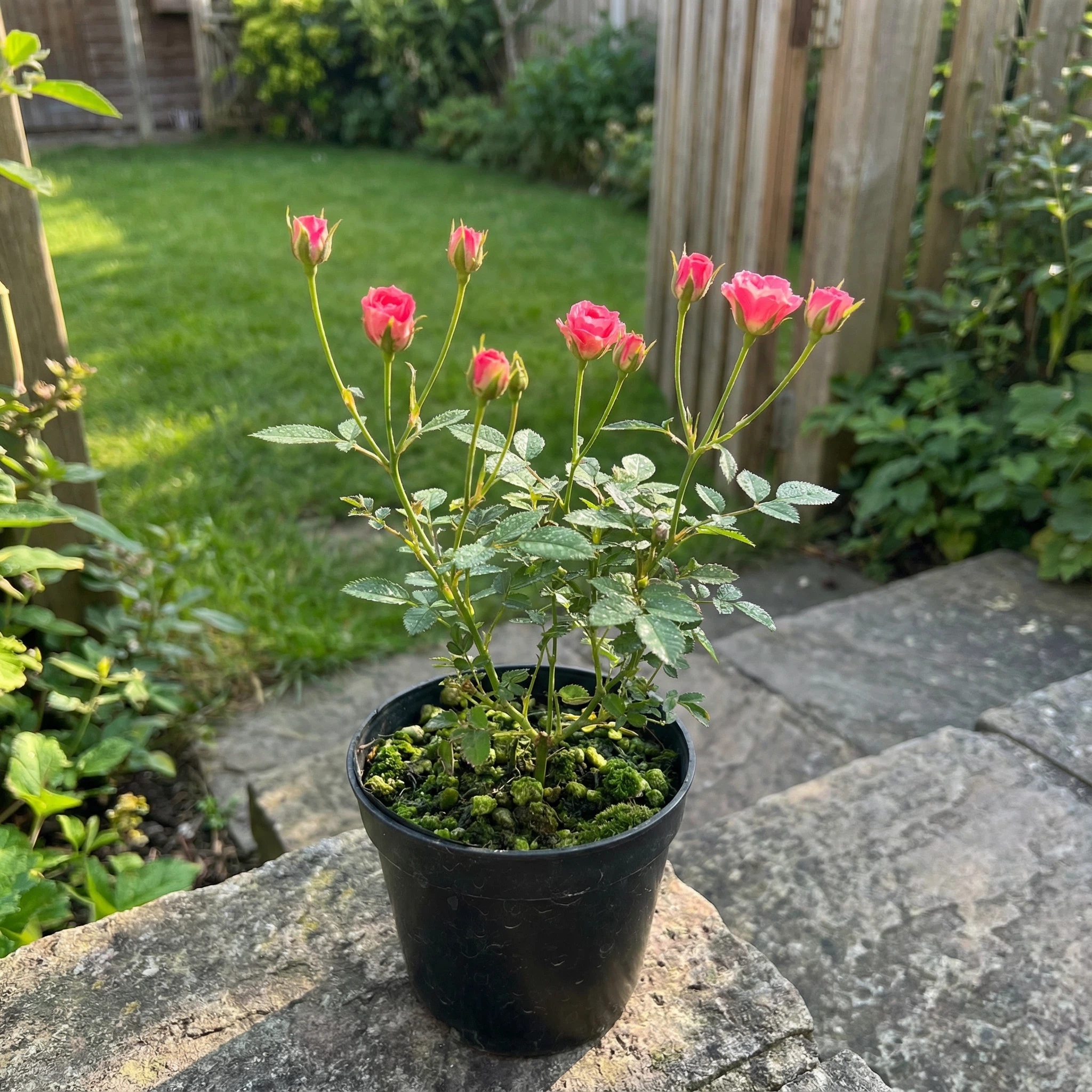 (花苞发)超微须惠姬带陶瓷盆高端桌面盆景花卉花卉绿植盆栽月季